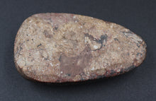 Charger l'image dans la galerie, Fossile d'Orthoceras
