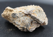 Charger l'image dans la galerie, Fossiles de Ivanoviella oxionensis et de Ctenostreon