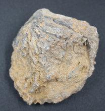 Charger l'image dans la galerie, Fossiles de Ivanoviella oxionensis et de Ctenostreon