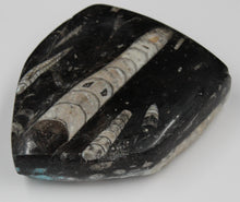 Charger l'image dans la galerie, Fossile d'Orthoceras Ordovicien poli