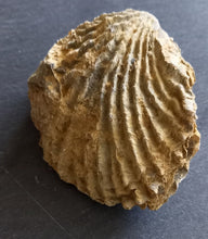 Charger l'image dans la galerie, Fossiles de Ivanoviella oxionensis et de Ctenostreon