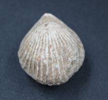 Charger l'image dans la galerie, Fossiles de Ivanoviella oxionensis et de Ctenostreon