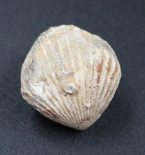 Charger l'image dans la galerie, Fossiles de Ivanoviella oxionensis et de Ctenostreon