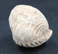 Charger l'image dans la galerie, Fossiles de Ivanoviella oxionensis et de Ctenostreon