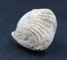 Charger l'image dans la galerie, Fossiles de Ivanoviella oxionensis et de Ctenostreon