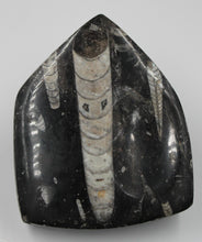 Charger l'image dans la galerie, Fossile d'Orthoceras Ordovicien poli