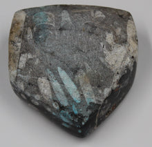 Charger l'image dans la galerie, Fossile d'Orthoceras Ordovicien poli