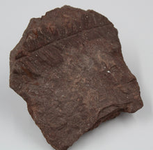 Carregar imagem no visualizador da galeria, Fossile de Fougère