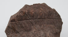 Carregar imagem no visualizador da galeria, Fossile de Fougère