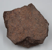 Carregar imagem no visualizador da galeria, Fossile de Fougère