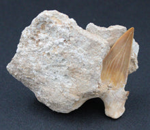 Carregar imagem no visualizador da galeria, Dent fossile de requin Otodus obliquus dans la matrice