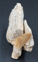 Carregar imagem no visualizador da galeria, Dent fossile de requin Otodus obliquus dans la matrice