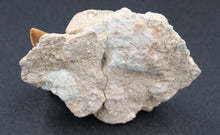 Carregar imagem no visualizador da galeria, Dent fossile de requin Otodus obliquus dans la matrice