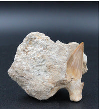 Carregar imagem no visualizador da galeria, Dent fossile de requin Otodus obliquus dans la matrice