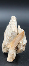 Carregar imagem no visualizador da galeria, Dent fossile de requin Otodus obliquus dans la matrice