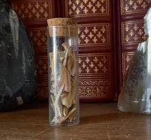 Charger l'image dans la galerie, Lot de dents fossiles de requin Otodus obliquus