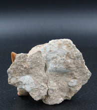 Carregar imagem no visualizador da galeria, Dent fossile de requin Otodus obliquus dans la matrice