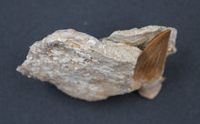 Carregar imagem no visualizador da galeria, Dent fossile de requin Otodus obliquus dans la matrice