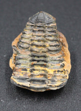Charger l'image dans la galerie, Fossile de Tribolite