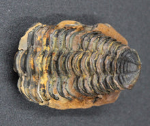 Charger l'image dans la galerie, Fossile de Tribolite