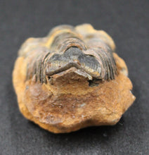 Charger l'image dans la galerie, Fossile de Tribolite