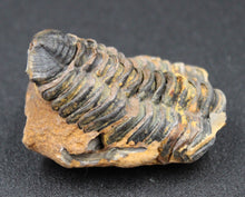 Charger l'image dans la galerie, Fossile de Tribolite