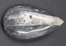 Charger l'image dans la galerie, Petit fossile d'Orthoceras