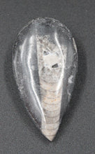 Charger l'image dans la galerie, Petit fossile d'Orthoceras