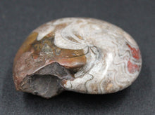 Charger l'image dans la galerie, Ammonite Phylloceras fossilisée polie