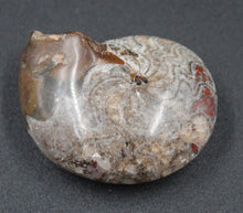 Charger l'image dans la galerie, Ammonite Phylloceras fossilisée polie