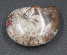Charger l'image dans la galerie, Ammonite Phylloceras fossilisée polie