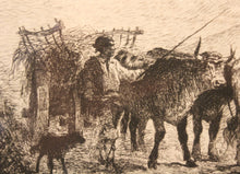 Charger l'image dans la galerie, Attelage de bœufs en Normandie