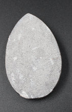 Carregar imagem no visualizador da galeria, Fossile d'Orthoceras Ordovicien