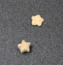 Charger l'image dans la galerie, Fossiles d'Échinoderme