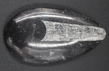 Charger l'image dans la galerie, Fossile d'Orthoceras