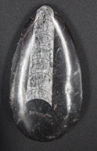 Charger l'image dans la galerie, Fossile d'Orthoceras