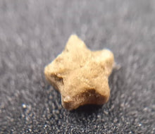 Charger l'image dans la galerie, Fossiles d'Échinoderme