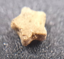 Charger l'image dans la galerie, Fossiles d'Échinoderme