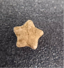 Charger l'image dans la galerie, Fossiles d'Échinoderme