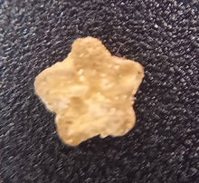 Charger l'image dans la galerie, Fossiles d'Échinoderme