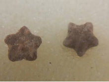 Charger l'image dans la galerie, Fossiles d'Échinoderme