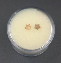 Charger l'image dans la galerie, Fossiles d'Échinoderme