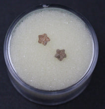 Charger l'image dans la galerie, Fossiles d'Échinoderme