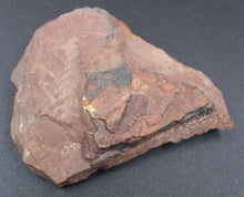 Lade das Bild in den Galerie-Viewer, Fossile de Fougère