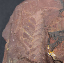 Lade das Bild in den Galerie-Viewer, Fossile de Fougère