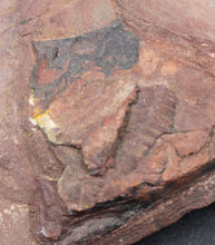 Lade das Bild in den Galerie-Viewer, Fossile de Fougère