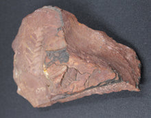 Lade das Bild in den Galerie-Viewer, Fossile de Fougère