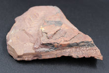 Lade das Bild in den Galerie-Viewer, Fossile de Fougère