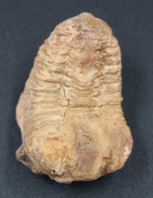 Charger l'image dans la galerie, Fossile de Tribolite
