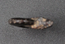 Charger l'image dans la galerie, Ammonite Hildoceras fossilisée irisée